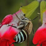 Amegilla (Zonamegilla) asserta on Salvia, Ballandean QLD
