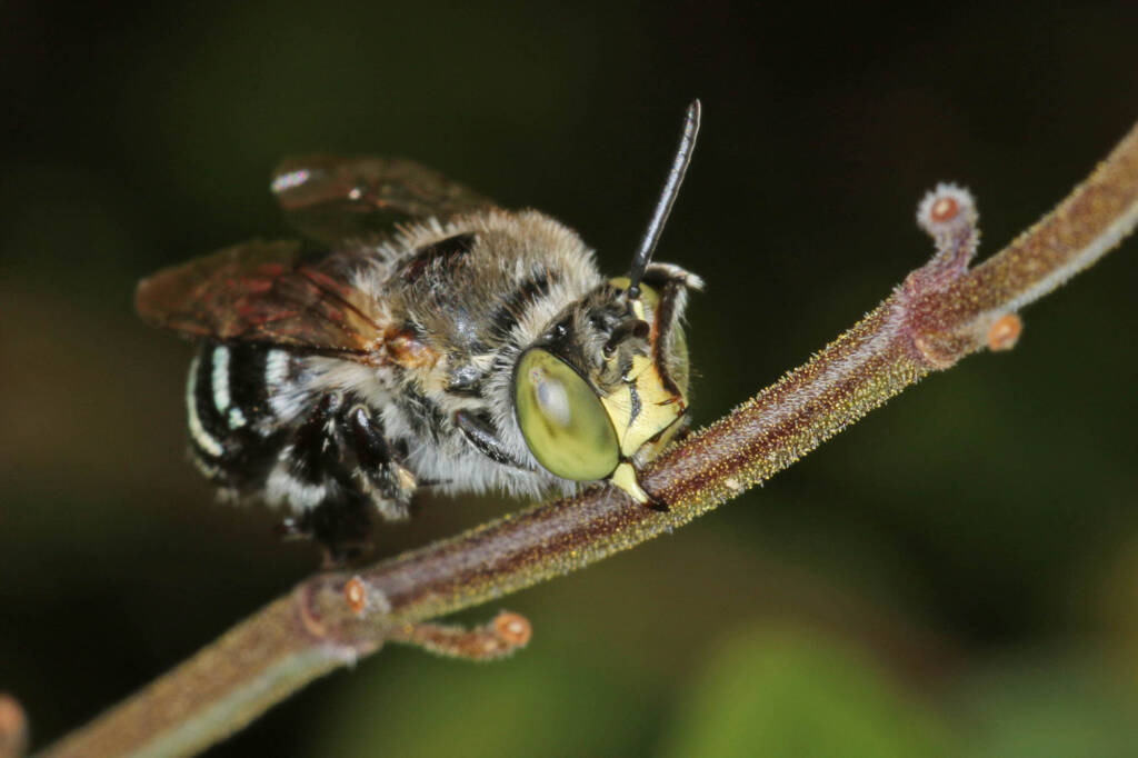 Amegilla (Zonamegilla) asserta male, Ballandean QLD © Marc Newman
