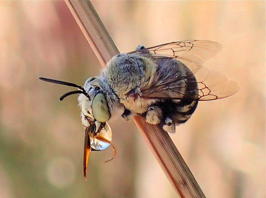 Amegilla chlorocyanea with view of the antenna © Gary Taylor