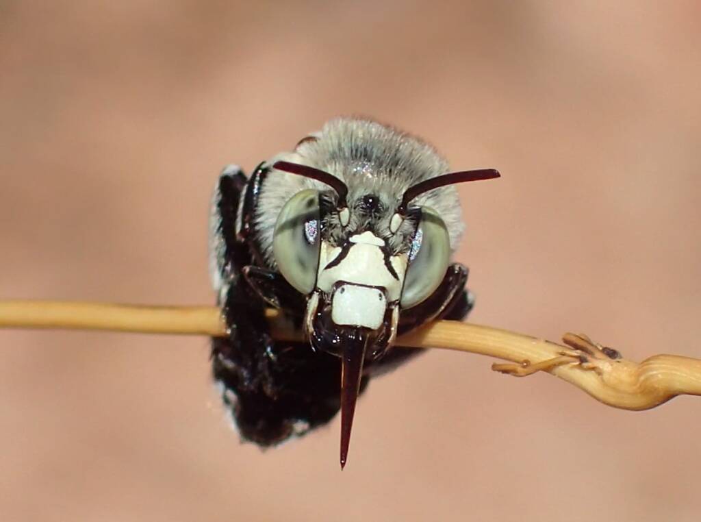 Amegilla chlorocyanea with view of the antenna © Gary Taylor