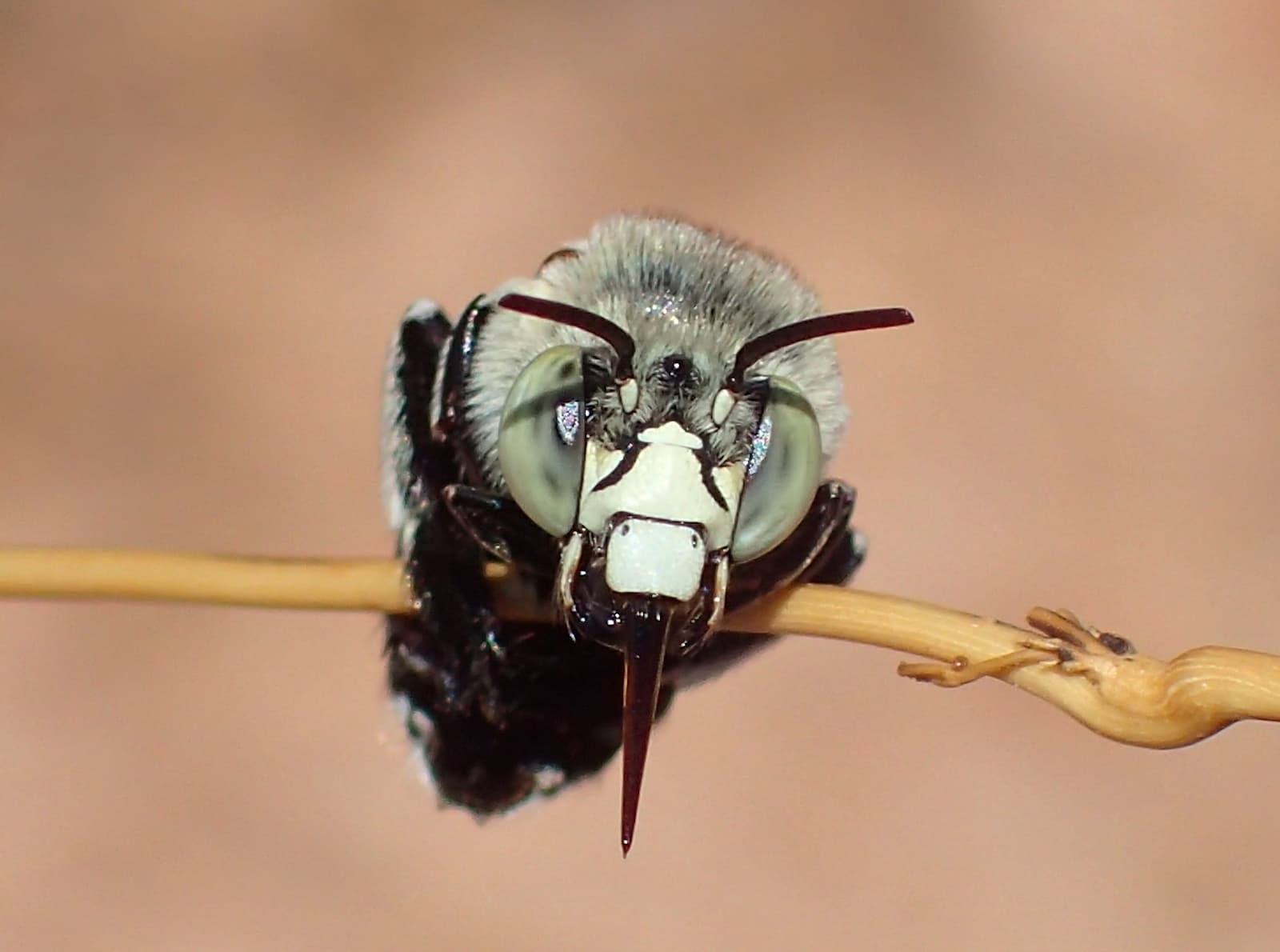 Amegilla chlorocyanea with view of the antenna © Gary Taylor
