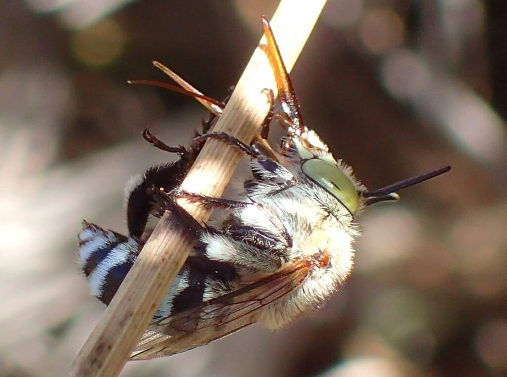 Amegilla chlorocyanea with view of the antenna © Gary Taylor