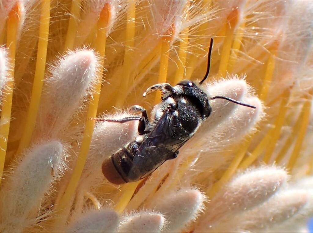 Banksia bee with view of the antenna © Gary Taylor