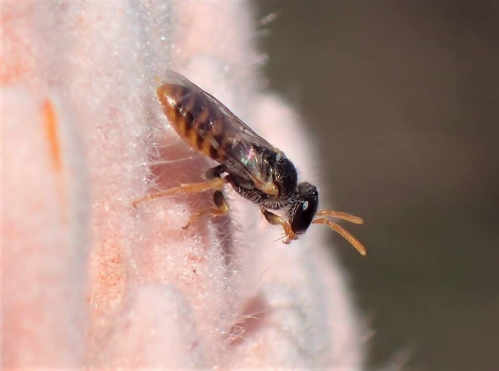 Banksia bee with view of the antenna © Gary Taylor