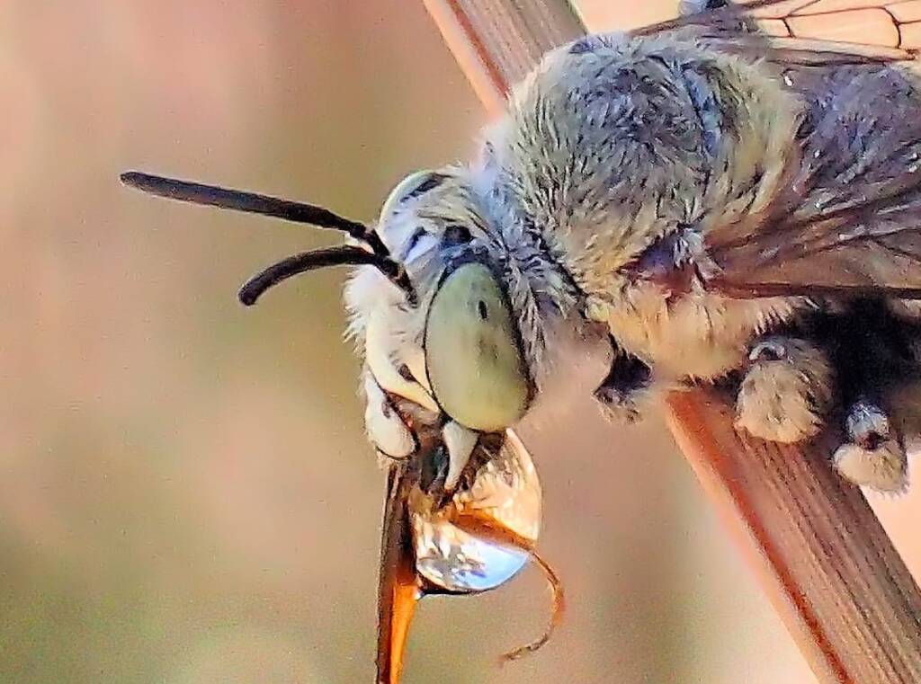 Amegilla chlorocyanea with closeup view of the antenna © Gary Taylor