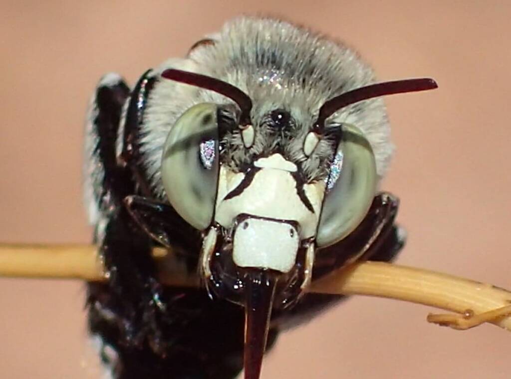 Amegilla chlorocyanea with closeup view of the antenna © Gary Taylor