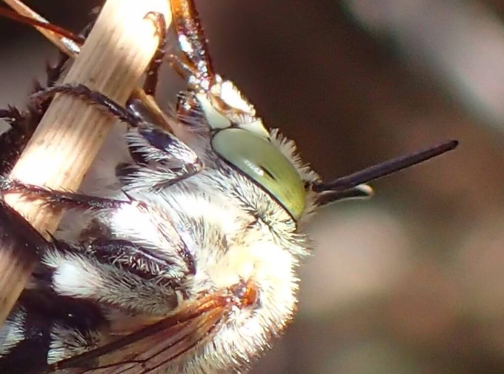 Amegilla chlorocyanea with closeup view of the antenna © Gary Taylor