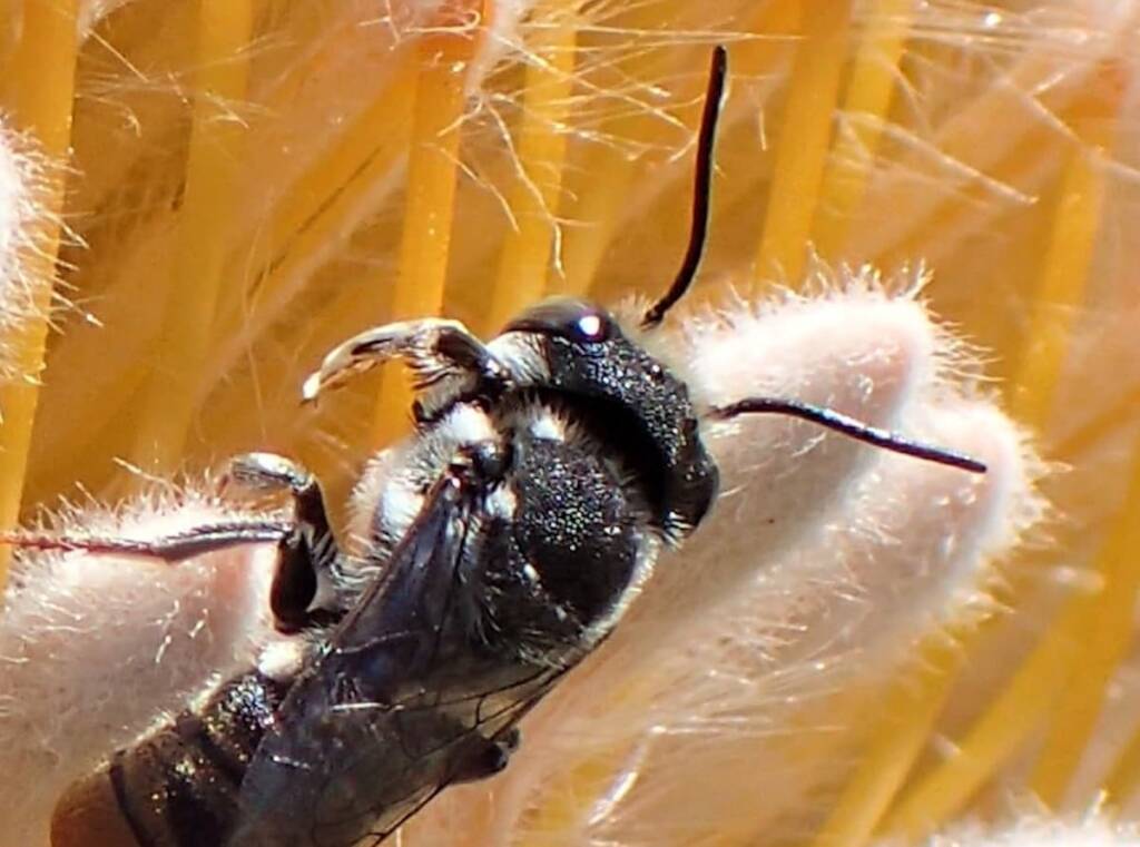 Banksia bee with closeup view of the antenna © Gary Taylor
