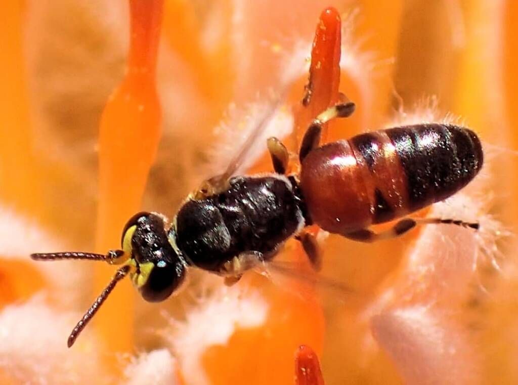 Banksia bee with closeup view of the antenna © Gary Taylor