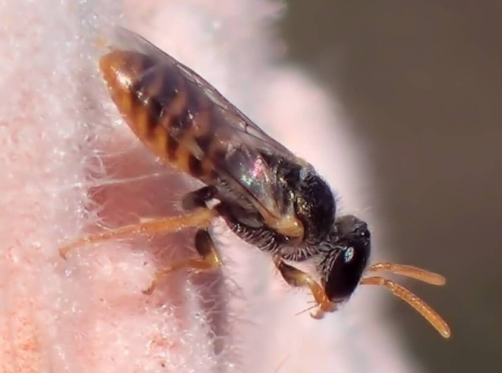 Banksia bee with closeup view of the antenna © Gary Taylor