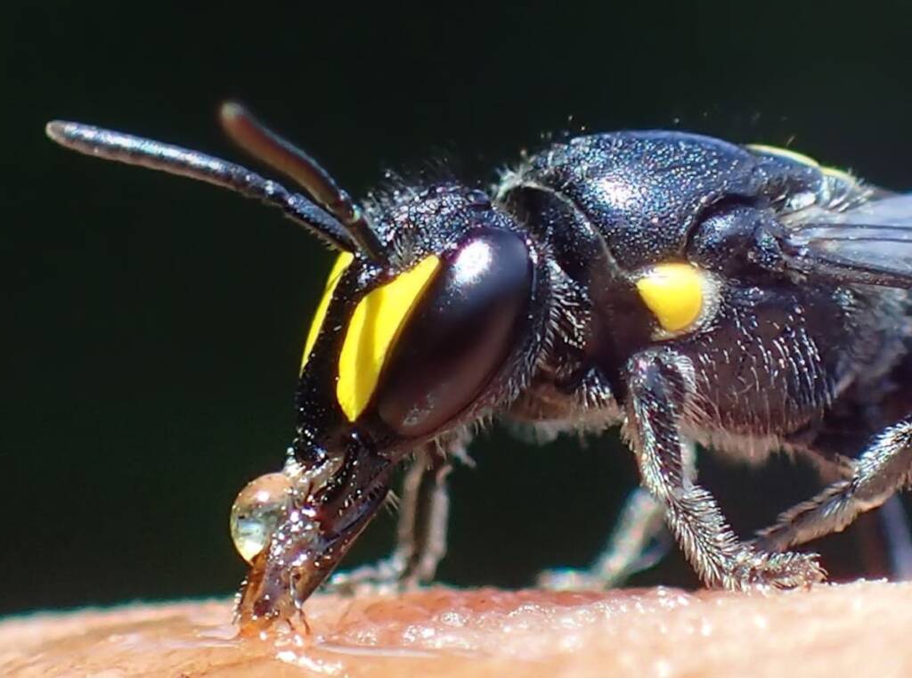 Hylaeus violaceus with closeup view of the antenna © Gary Taylor