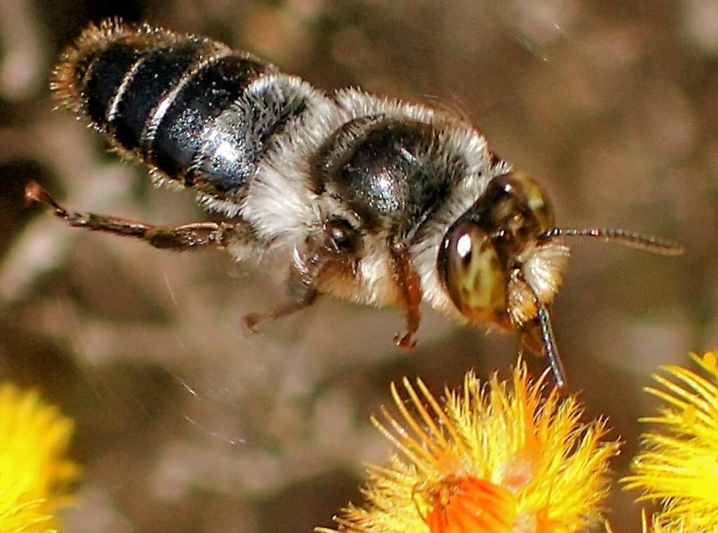Stenotritidae (Ctenocolletes) with closeup view of the antenna © Gary Taylor