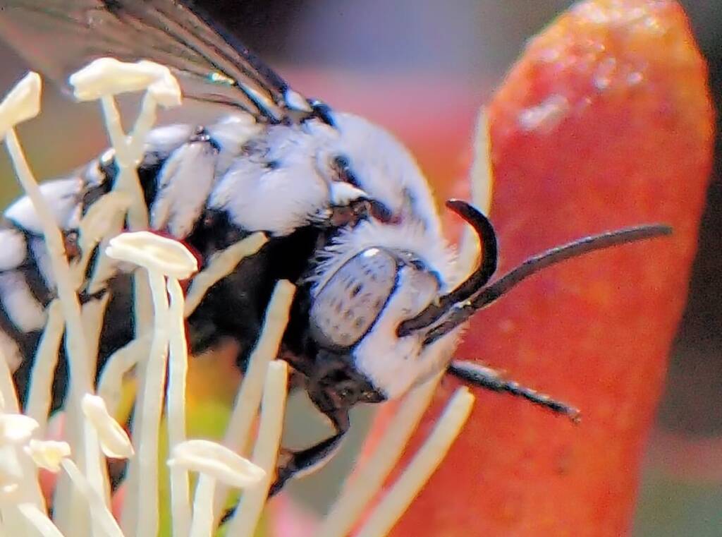 Thyreus waroonensis with closeup view of the antenna © Gary Taylor