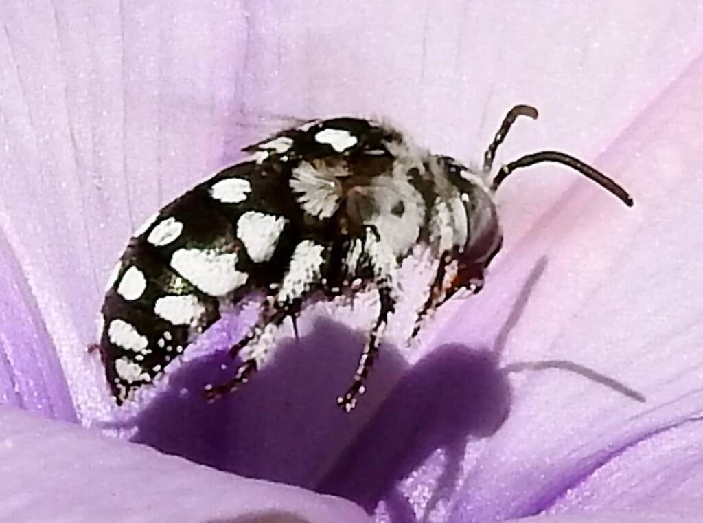 Thyreus waroonensis with closeup view of the antenna © Gary Taylor