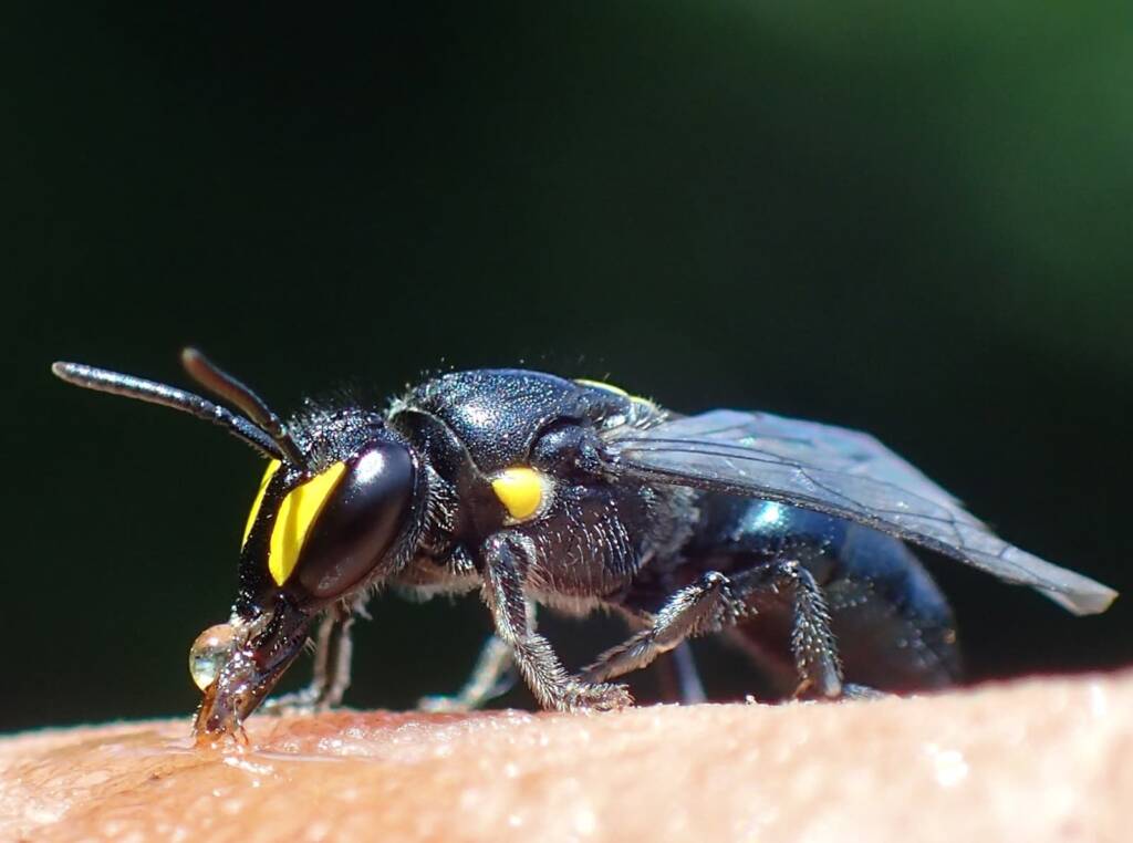 Hylaeus violaceus with view of the antenna © Gary Taylor