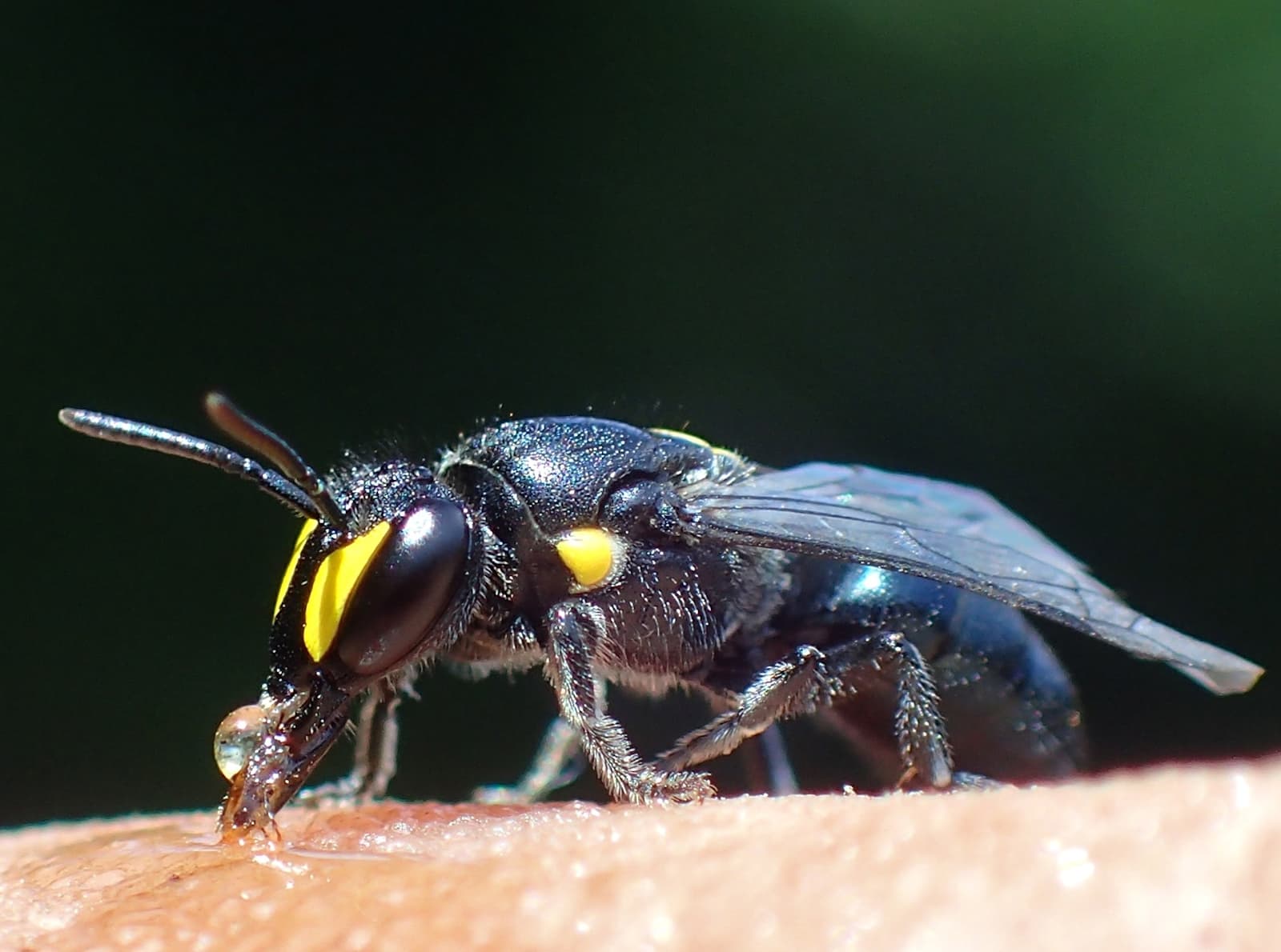 Hylaeus violaceus with view of the antenna © Gary Taylor