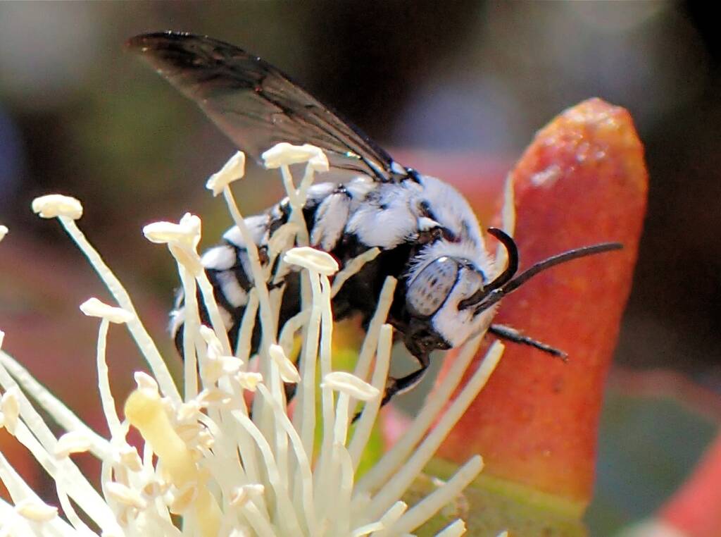 Thyreus waroonensis with view of the antenna © Gary Taylor