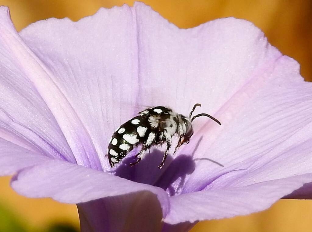 Thyreus waroonensis with view of the antenna © Gary Taylor