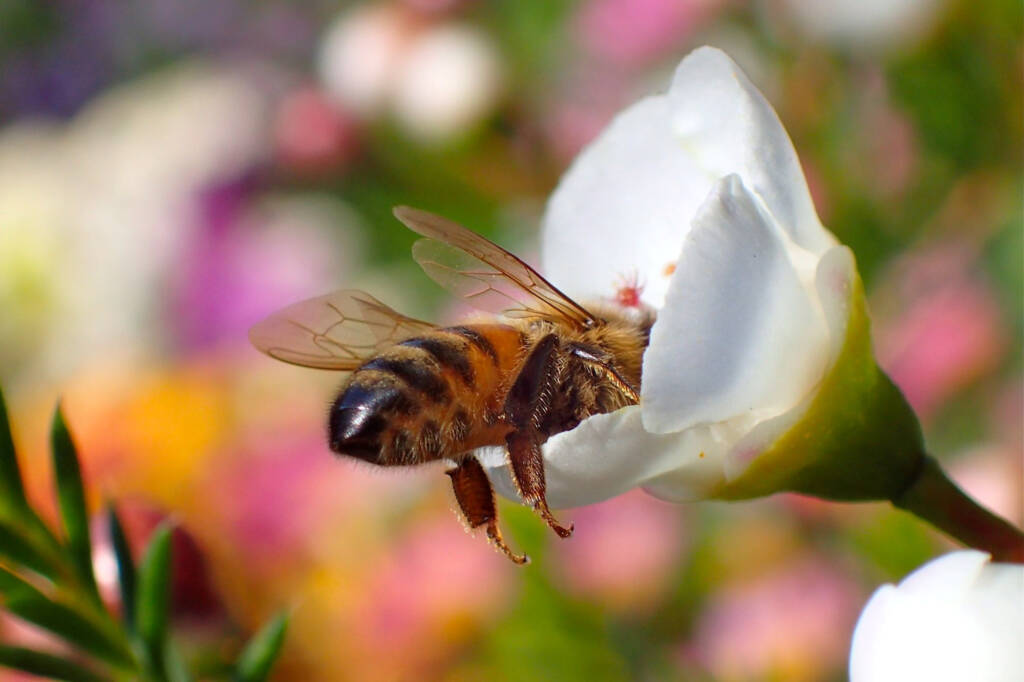 Apis mellifera on Geraldton wax flower (Chamelaucium uncinatum), Midwest WA © Gary Taylor