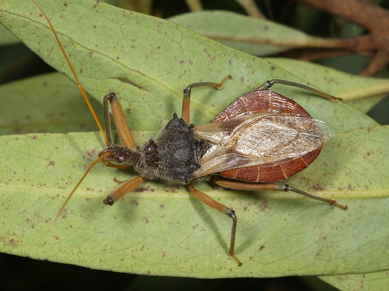 Assassin Bug © Marc Newman