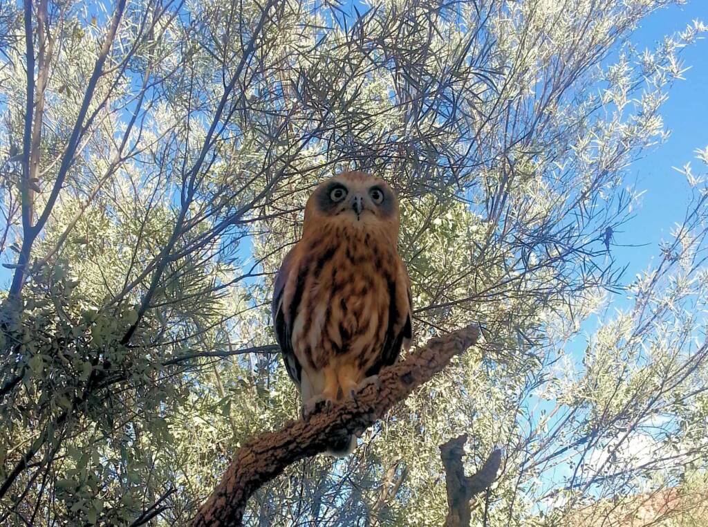 Australian Boobook Owl (Ninox boobook) © Dorothy Latimer