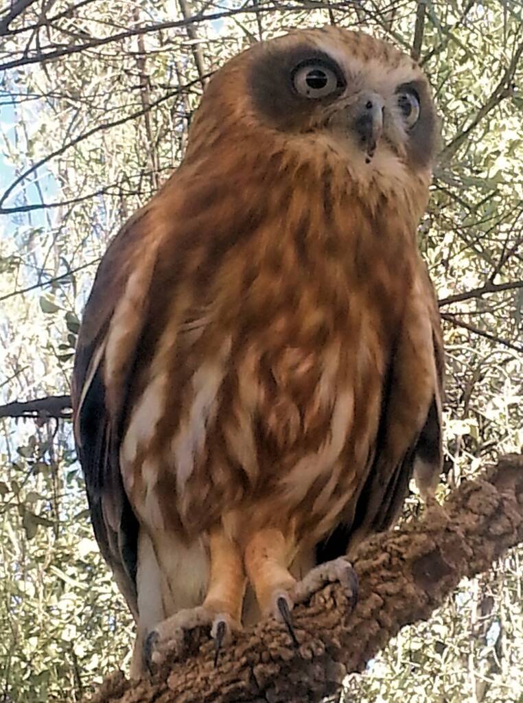 Australian Boobook Owl © Dorothy Latimer