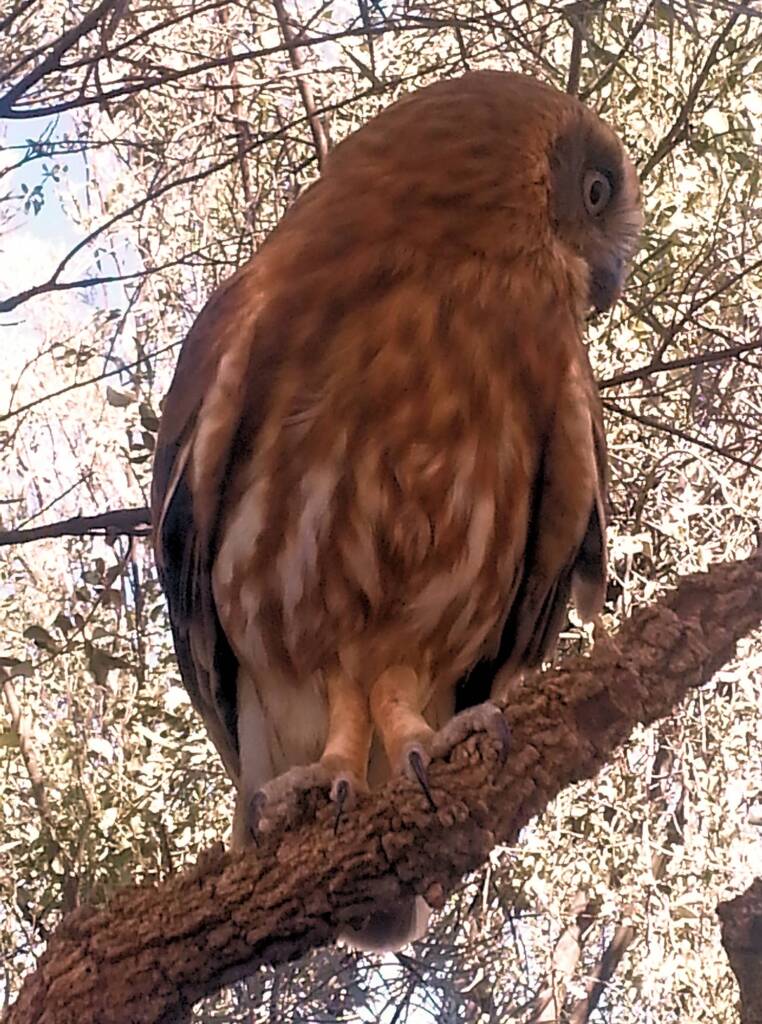 Australian Boobook Owl © Dorothy Latimer