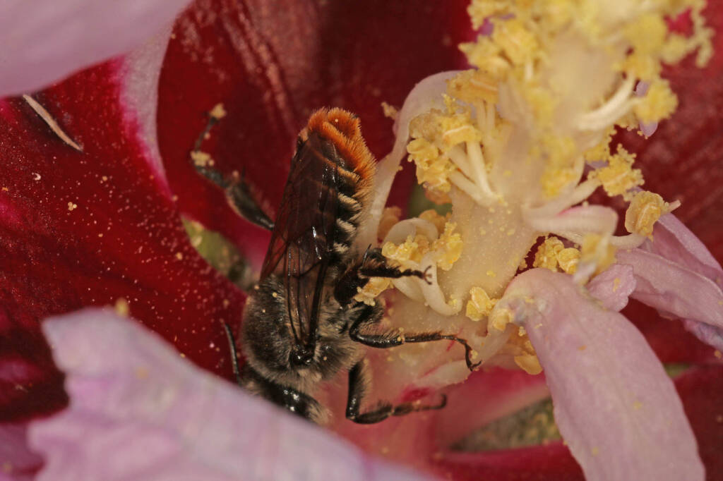 Austrothurgus rubricatus, Ballandean QLD © Marc Newman