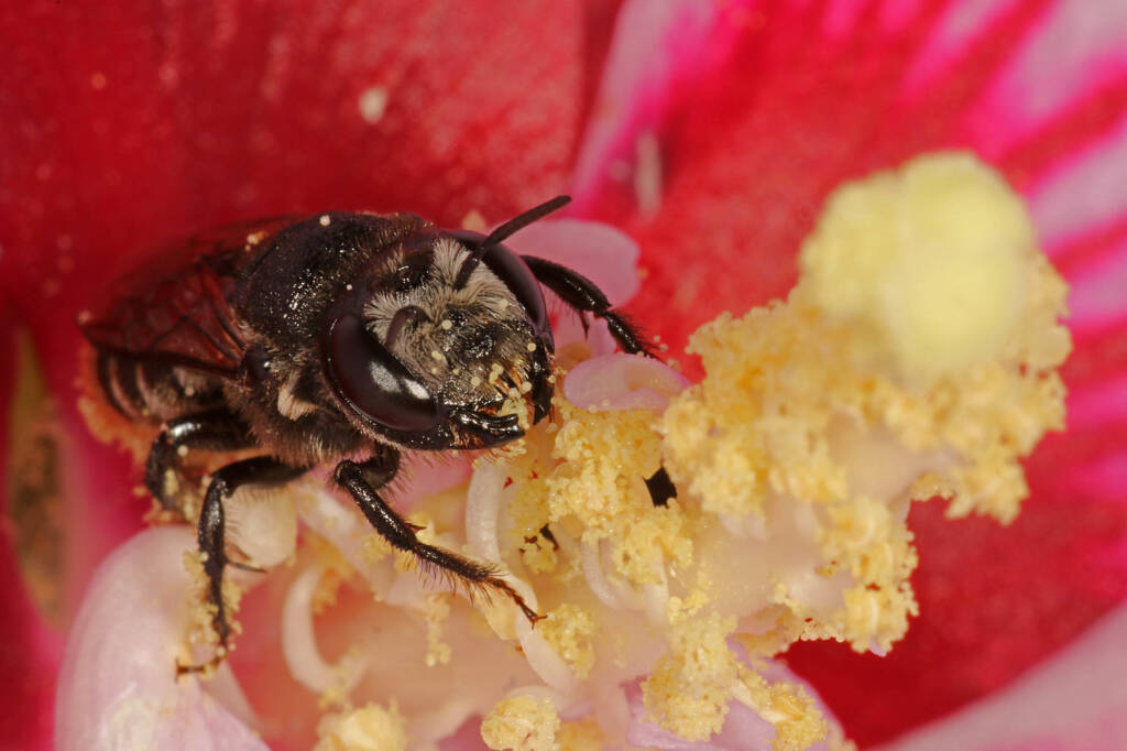 Austrothurgus rubricatus, Ballandean QLD © Marc Newman