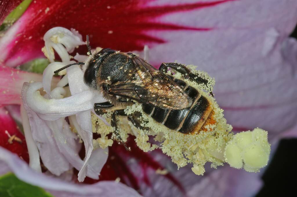 Austrothurgus rubricatus, Ballandean QLD © Marc Newman