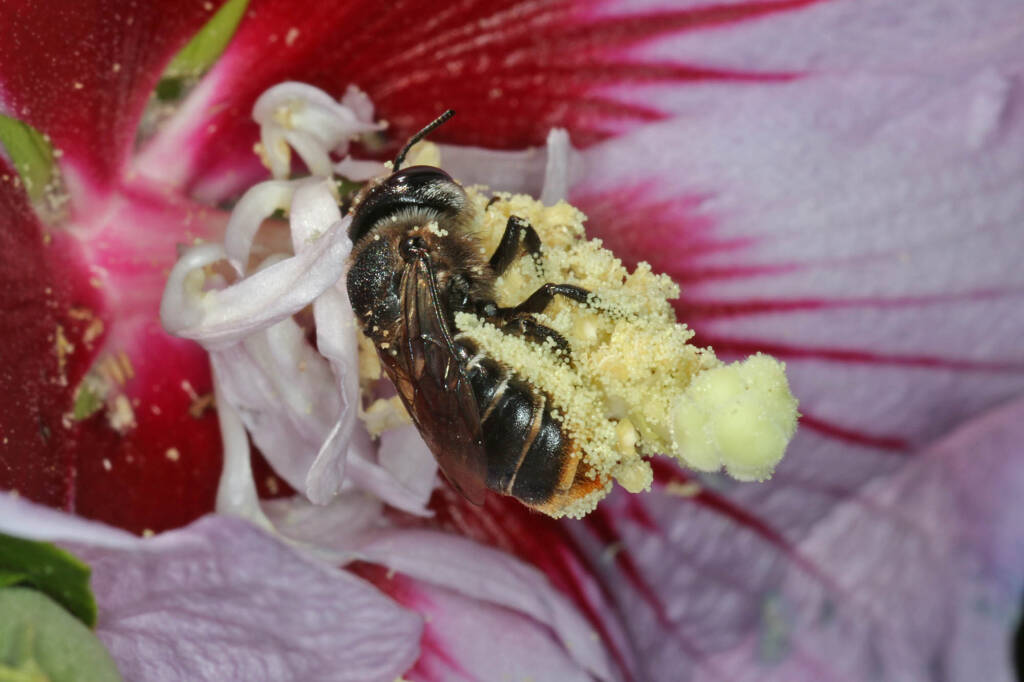 Austrothurgus rubricatus, Ballandean QLD © Marc Newman