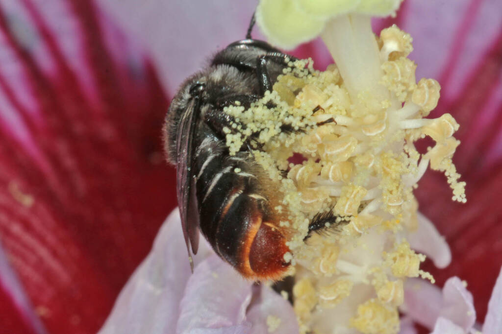 Austrothurgus rubricatus, Ballandean QLD © Marc Newman