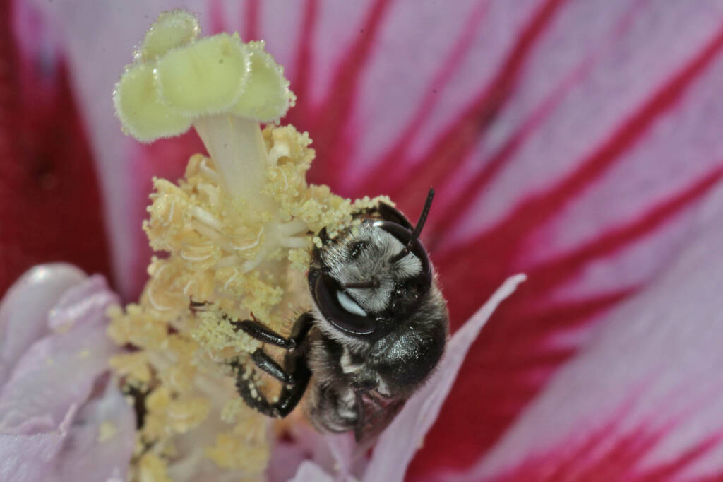 Austrothurgus rubricatus, Ballandean QLD © Marc Newman