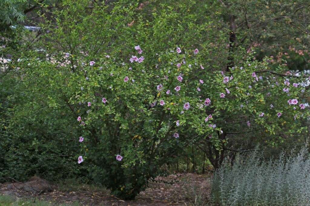 Hibiscus enjoyed by Austrothurgus rubricatus, Ballandean QLD © Marc Newman