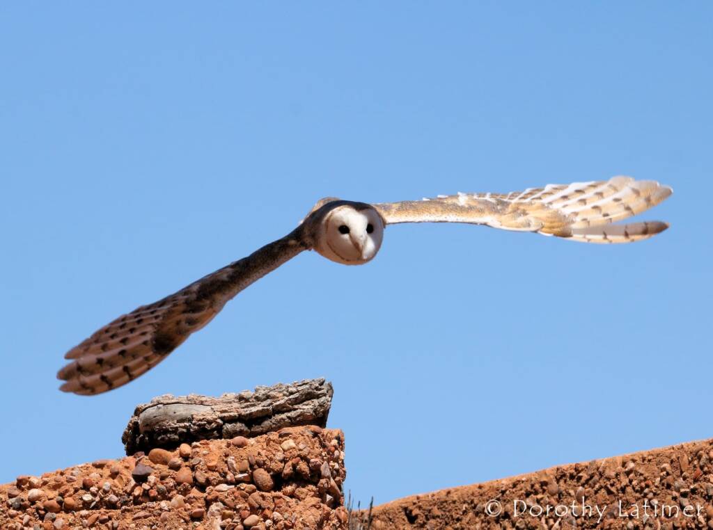Barn Owls (Tyto alba) © Dorothy Latimer