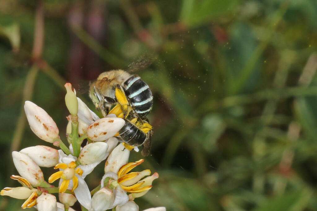 Blue Banded Bee and Lipotriches muscosa buzz pollinating flower of Nandina © Marc Newman