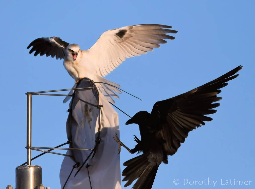 Black-shouldered Kite (Elanus axillaris) and crow, Alice Springs Ponds © Dorothy Latimer
