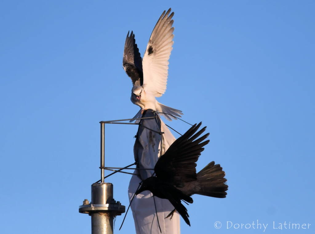 Black-shouldered Kite (Elanus axillaris) and crow, Alice Springs Ponds © Dorothy Latimer