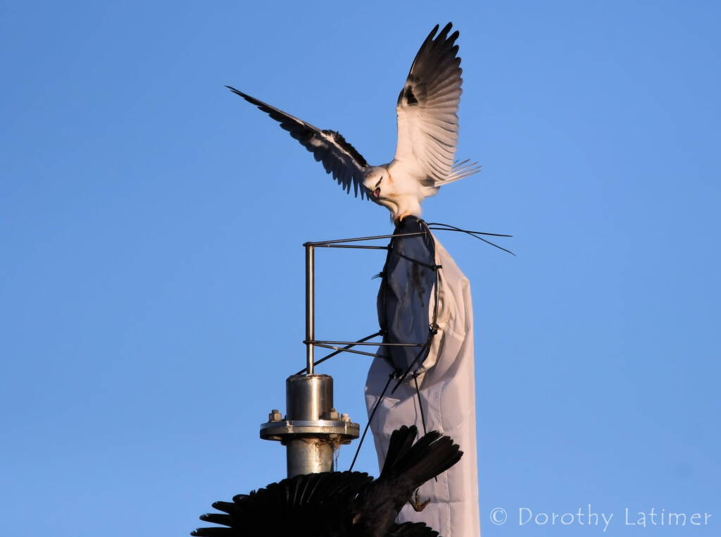 Black-shouldered Kite (Elanus axillaris) and crow, Alice Springs Ponds © Dorothy Latimer