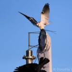 Black-shouldered Kite (Elanus axillaris) and crow, Alice Springs Ponds © Dorothy Latimer