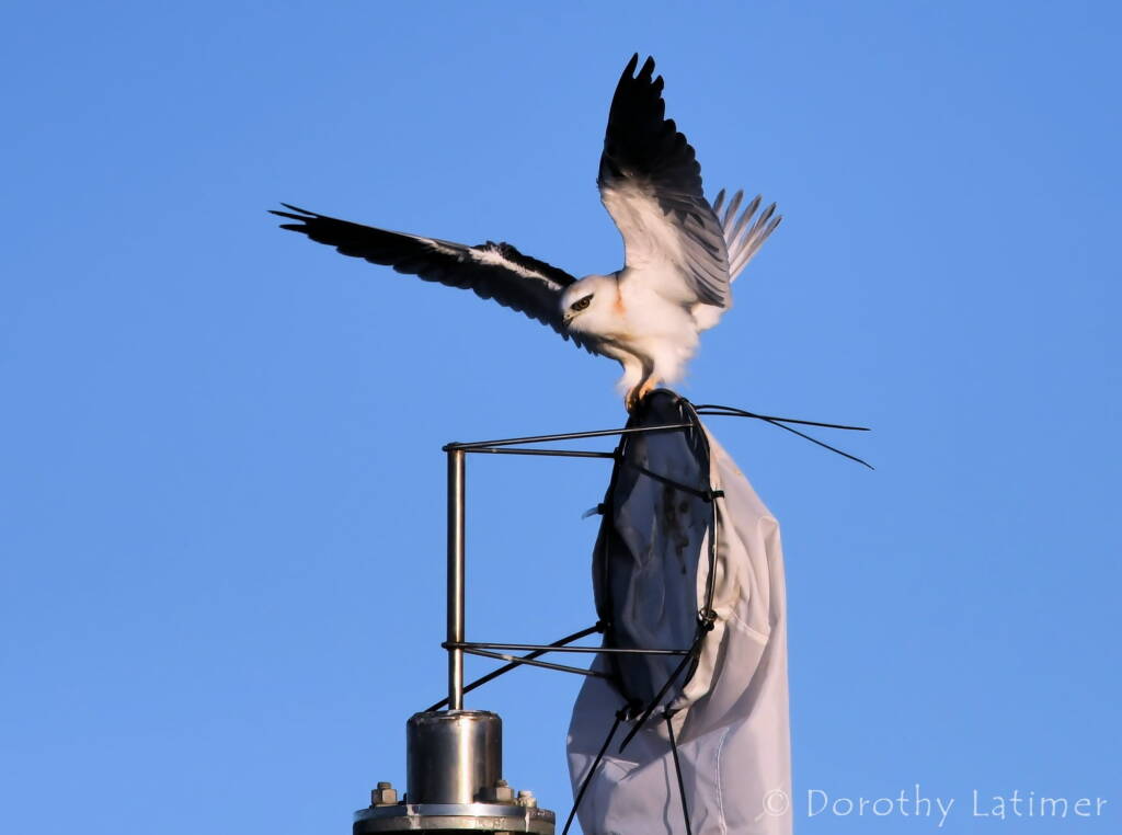 Black-shouldered Kite (Elanus axillaris), Alice Springs Ponds © Dorothy Latimer