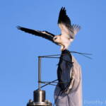 Black-shouldered Kite (Elanus axillaris), Alice Springs Ponds © Dorothy Latimer