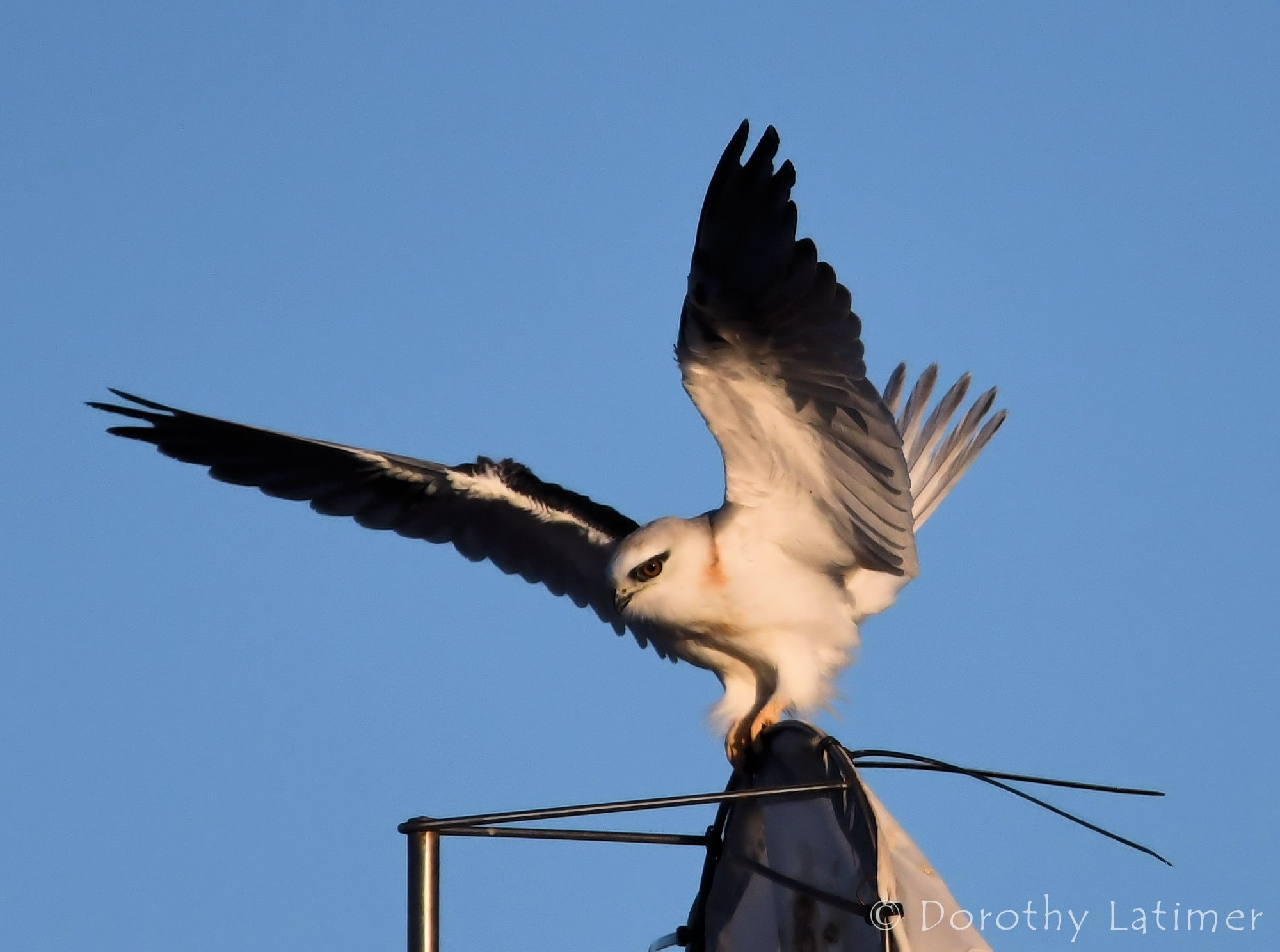 What’s that on the windsock in the poo ponds…