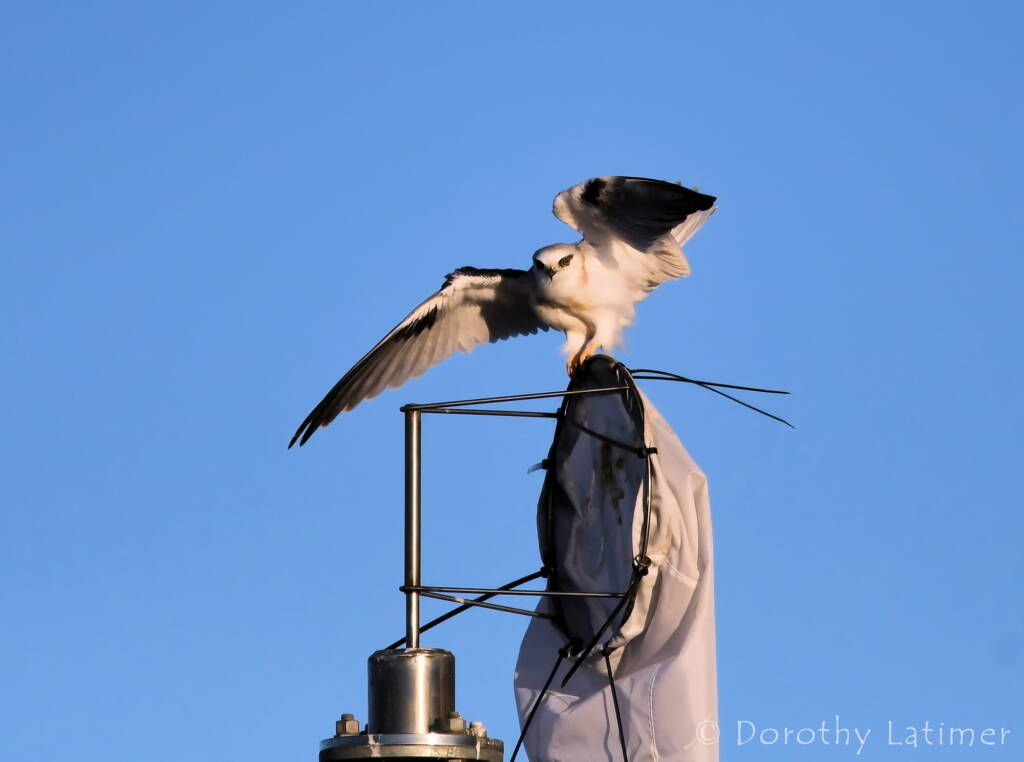 Black-shouldered Kite (Elanus axillaris), Alice Springs Ponds © Dorothy Latimer