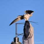 Black-shouldered Kite (Elanus axillaris), Alice Springs Ponds © Dorothy Latimer