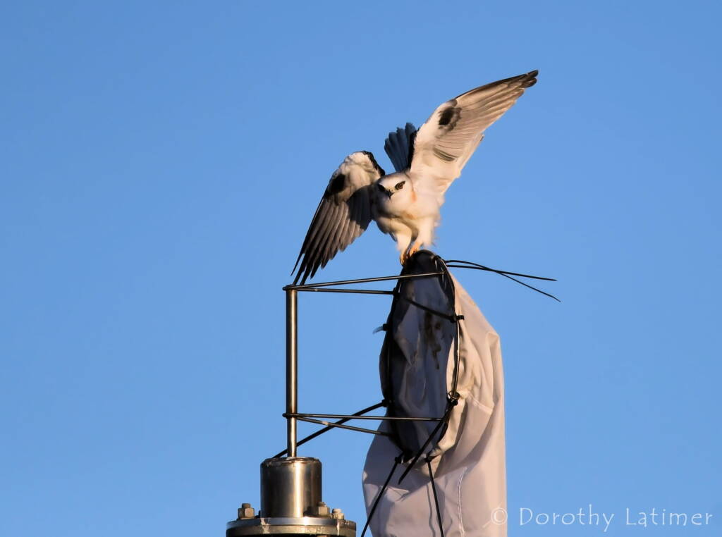 Black-shouldered Kite (Elanus axillaris), Alice Springs Ponds © Dorothy Latimer