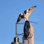 Black-shouldered Kite (Elanus axillaris), Alice Springs Ponds © Dorothy Latimer