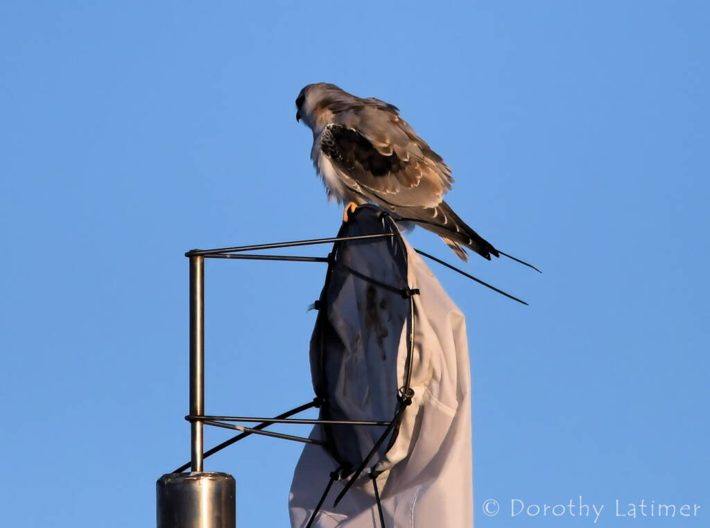 Black-shouldered Kite (Elanus axillaris), Alice Springs Ponds © Dorothy Latimer