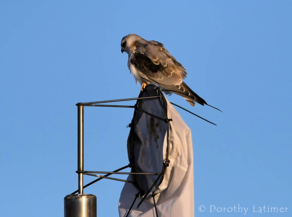 Black-shouldered Kite (Elanus axillaris), Alice Springs Ponds © Dorothy Latimer