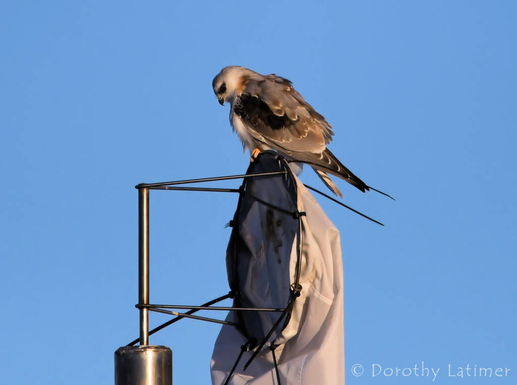 Black-shouldered Kite (Elanus axillaris), Alice Springs Ponds © Dorothy Latimer